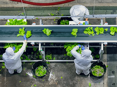 3 persons selecting cabbage on a conveyor beld